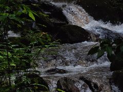 -莫里热带雨林景区