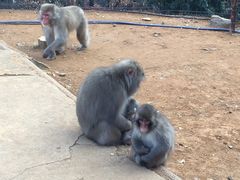 -岚山猴子公园