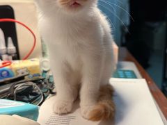 -pd派德宠物中心医院24H急重症·眼科中心·血液透析中心(嵩山北路店)