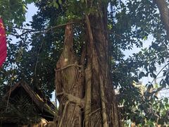 -西双版纳傣族园