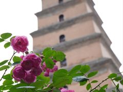 -大慈恩寺(大雁塔)