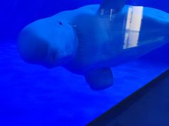 -石家庄极地海洋世界