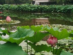 -陈家山荷花公园