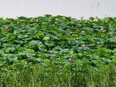 -白洋淀景区