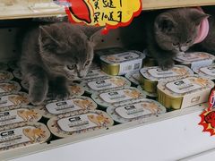 -乐琪宠物医院·犬猫专科·骨外科·急重症
