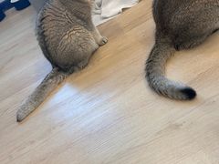 -有喵·猫咖·狗咖·30几只猫10只小狗(岗厦店)