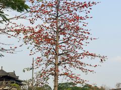 -海珠湖公园