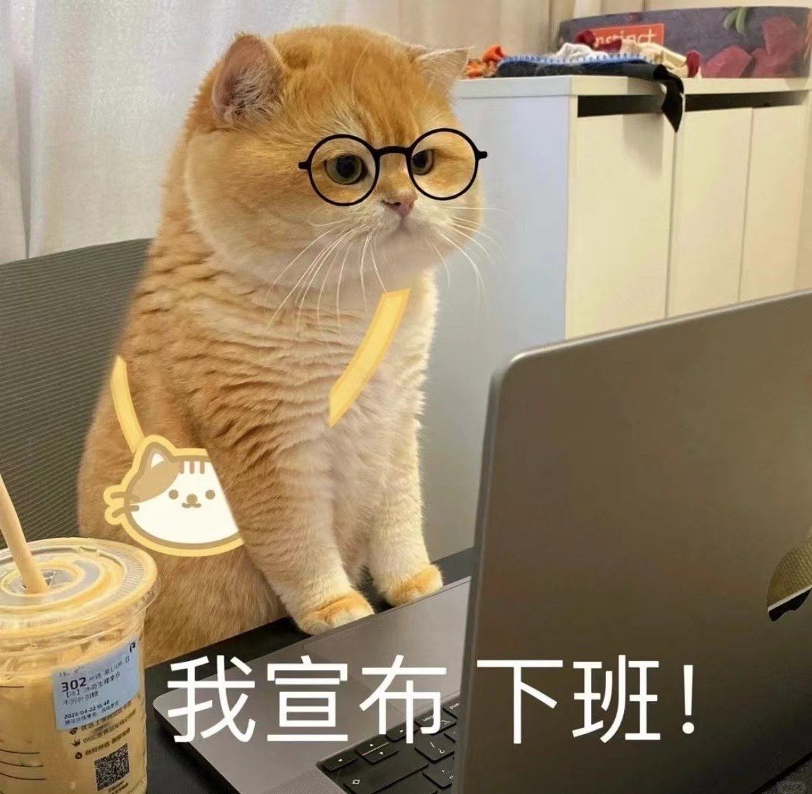 猫咪表情包大放送
