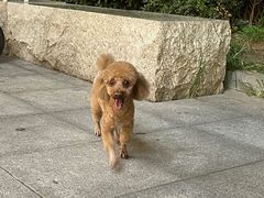 -宠福鑫康馨动物医院·骨科·眼科
