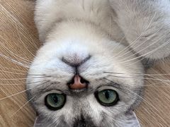 -有喵·猫咖·狗咖·30几只猫10只小狗(岗厦店)