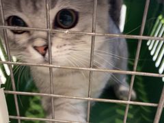 -关爱宠物医院·猫科中心·消化科(滨湖万达分院)