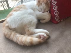 -猫和宫(六道口店)