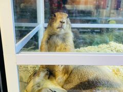 -酷以爬仙阁实体爬宠店·守宫·蜥蜴·专业繁育