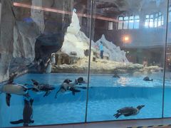 -帝企鹅自助餐厅•儿童岛•真企鹅(长隆企鹅酒店)