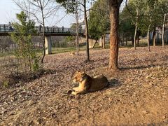 -合肥野生动物园
