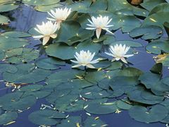 -国家植物园南园