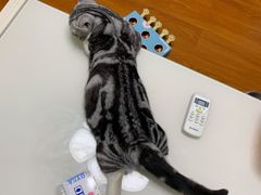-lincat·猫舍(广州店)