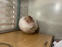 -宠颐生宠物医院·异宠猫科内科·诊疗中心宠巢店