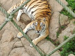 -西霞口神雕山野生动物世界