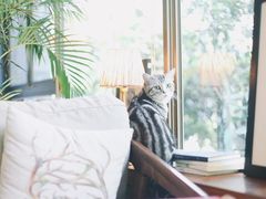 -咖法森林·咖啡  酒吧(天河店)