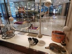 -momokira米努特·德文卷毛猫·棉花面纱犬
