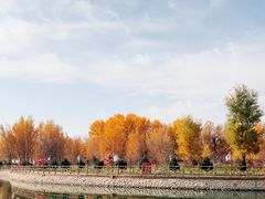 -金塔沙漠胡杨林景区