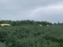 -金谷域澳洲庄园