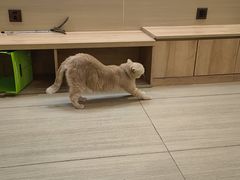 -是阿柴呀！柴犬咖啡·爱喵喵猫咖