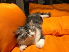 -飞行喵MR PILOT|猫舍·猫咖(静安大融城店)