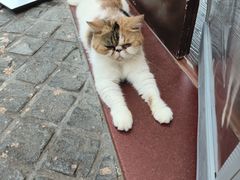 -猫岛主趣味餐厅(鼓浪屿店)