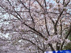 -高东镇樱花园