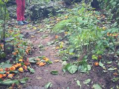 -北京鹫峰国家森林公园