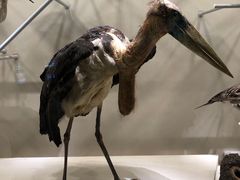 -中国湿地博物馆