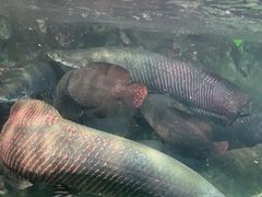 -太平洋海底世界