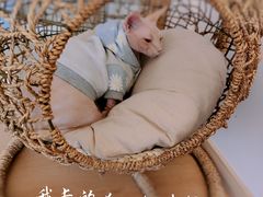 -猫腻·猫咖·撸猫馆(星光大道店)