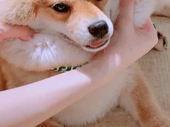 -逗柴咖啡屋·狗咖猫咖宠物桌游