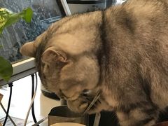 -平行世界·猫咖(首经贸店)