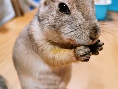-藦茜花园宠物主题亲子互动体验馆(国顺东路店)