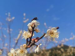 -广州市流溪河国家森林公园