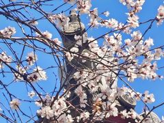 -桃花堤公园