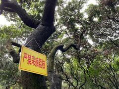 -黄埔荔枝公园