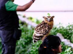 -新加坡飞禽公园
