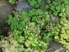 -沙河三洞古桥公园