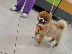 -北京观赏动物医院·24小时大型综合·猫专科·异宠专科