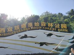 -西双版纳原始森林公园