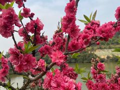 -南国桃园旅游度假区