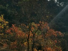 -广州市石门国家森林公园