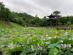 -黄陂区野村谷景区