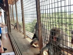 -岚山猴子公园