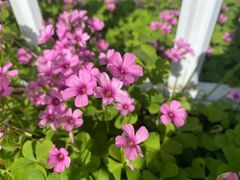 -玄武湖景区-情侣园游乐场